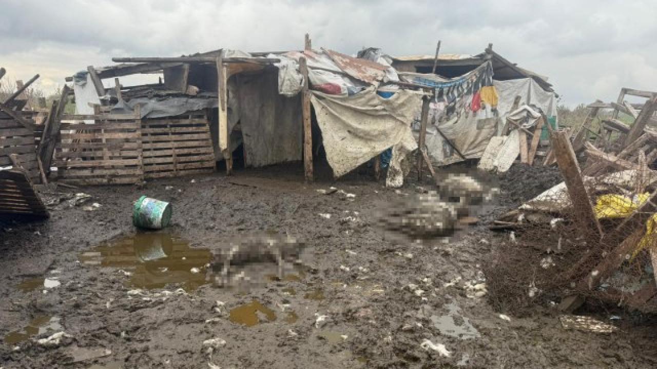 Başıboş köpekler koyun sürüsüne saldırdı: 10 hayvan telef oldu