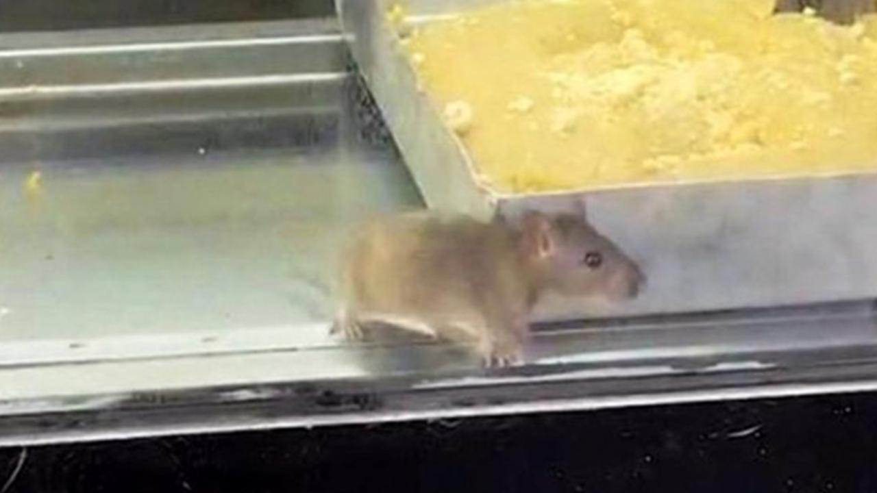 Börek tezgahlarında fare cirit attı