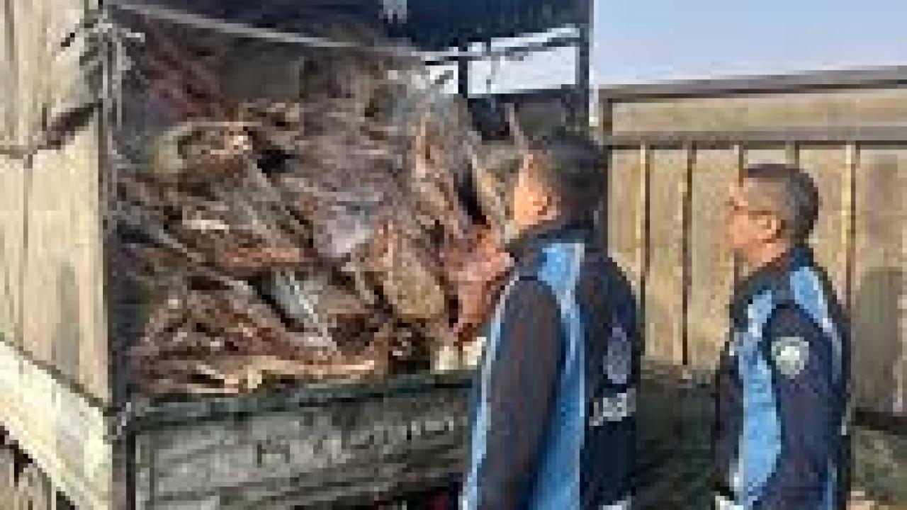 Kamyonet kasasında kilolarca bozuk et ele geçirildi