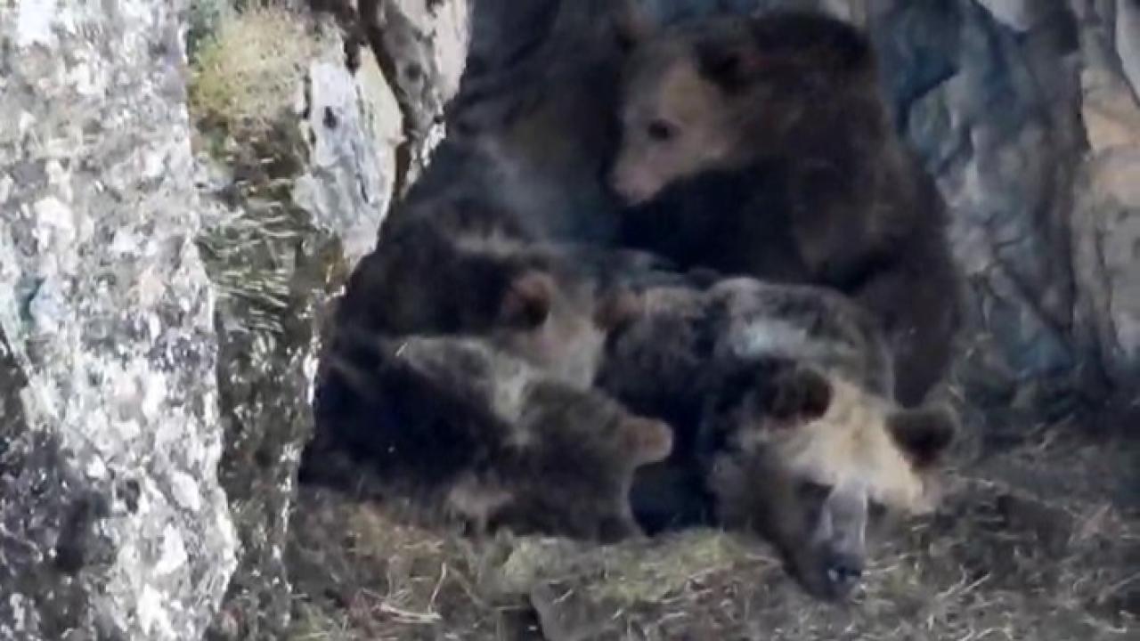 Kış uykusuna yatmaya hazırlanan ayı ailesi böyle görüntülendi