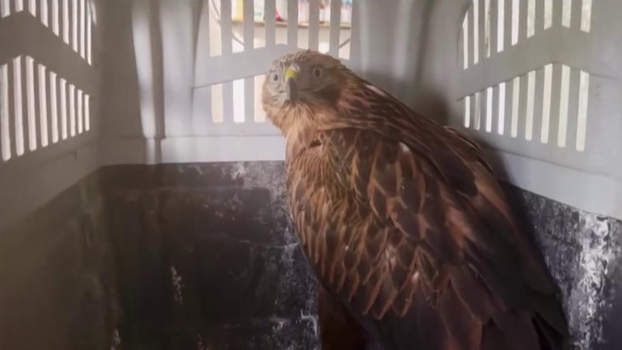 Kızıl Şahinler özgürlüğe uçtu