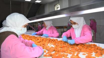 Malatya’da kuru kayısıda 11 ayda 275 milyon dolar gelir elde edildi