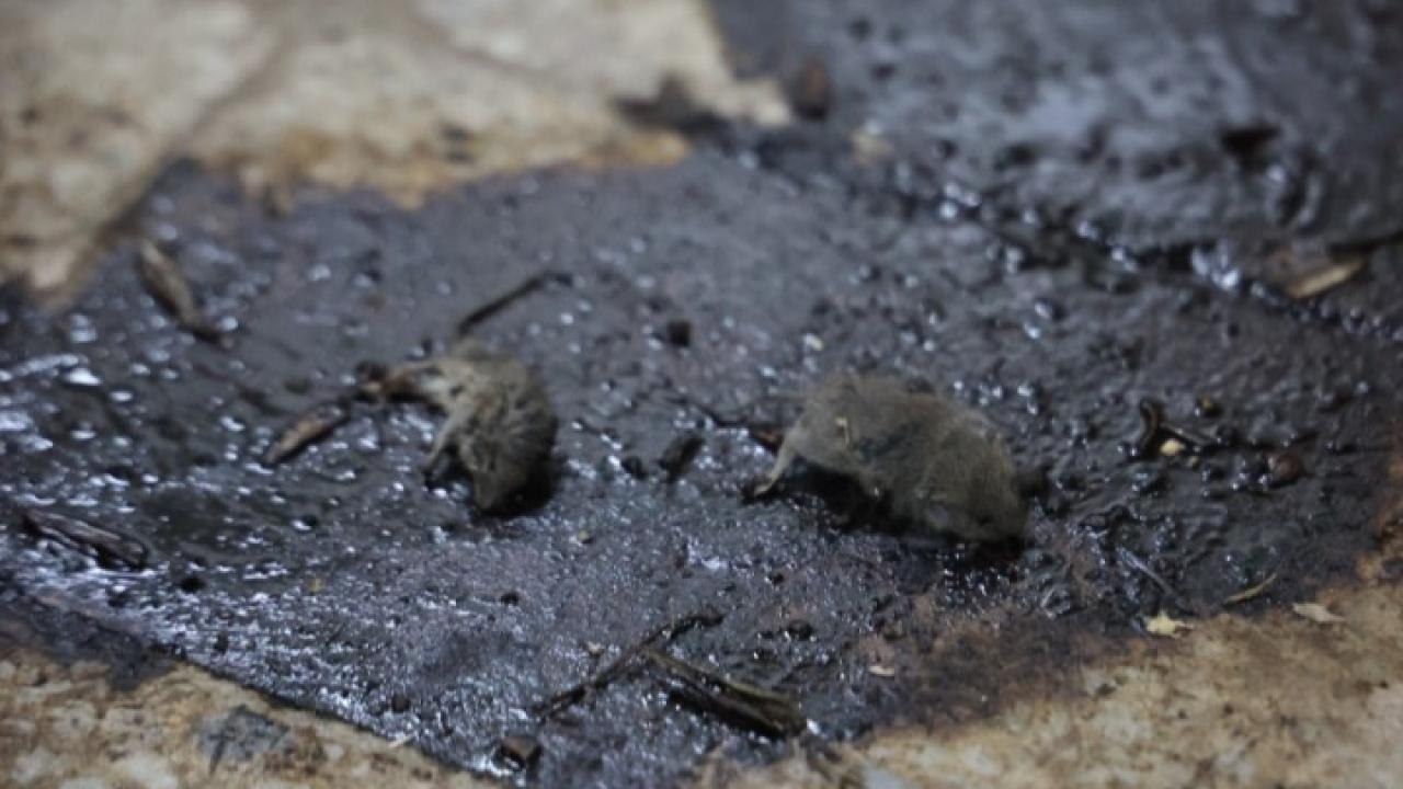 Merdiven altı üretimde fareler bulundu