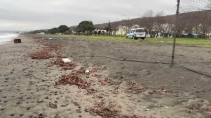 Samsun’da sahile vuran sandık incelemeye alındı