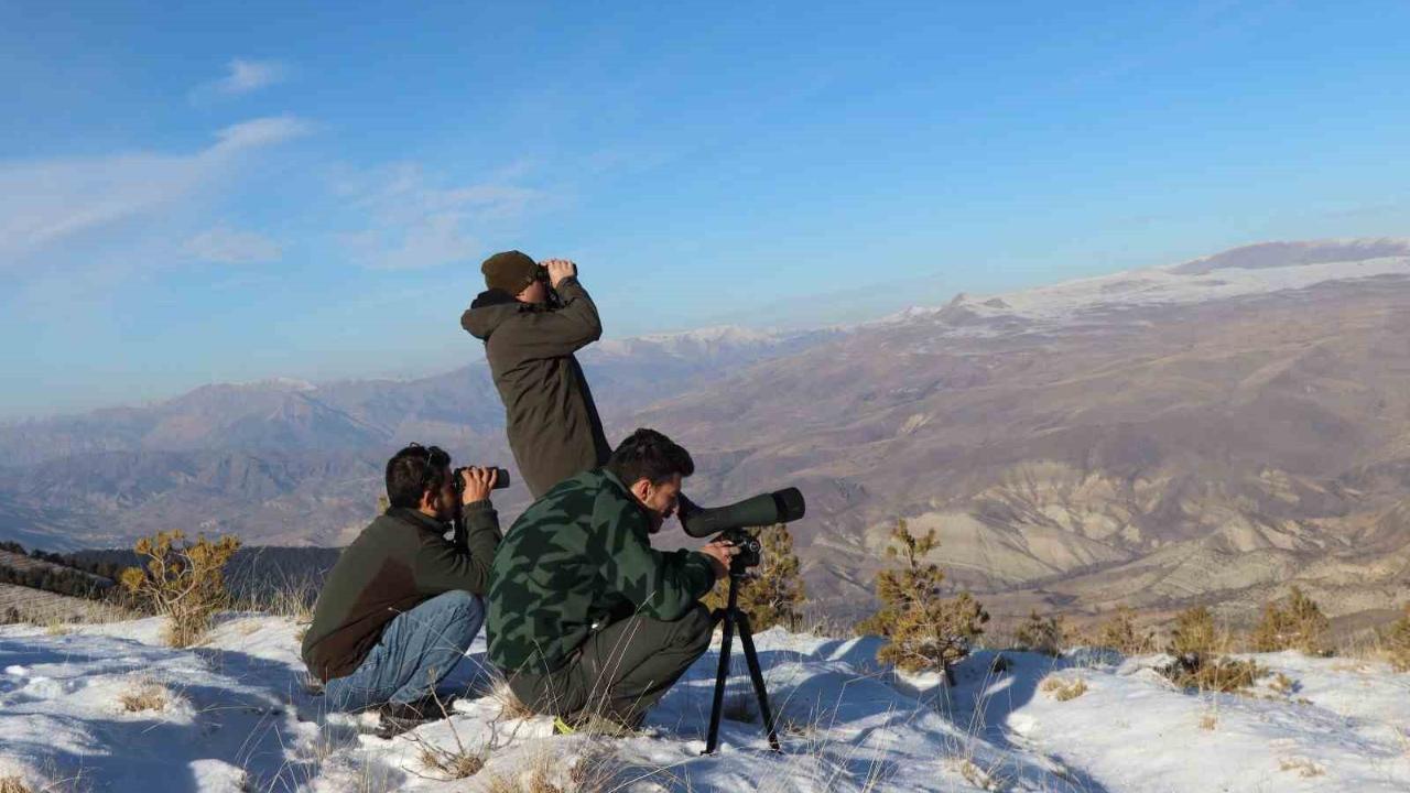 Yaban keçileri tek tek sayılıyor