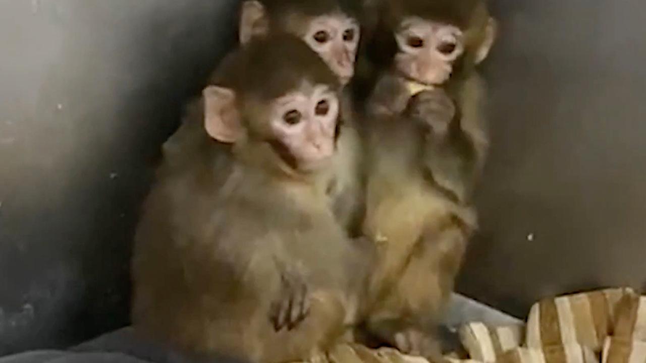 3 makak maymunu koruma altına alındı