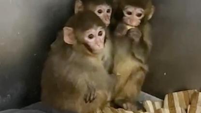 3 makak maymunu koruma altına alındı