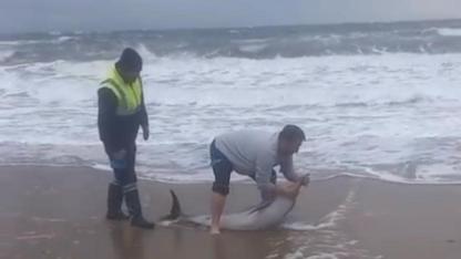 Ayvalık’ta karaya vuran yunusu vatandaşlar kurtardı