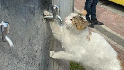 Çeşmeye patisini dayayan kedi, vatandaşların musluğu açmasıyla kana kana su içti