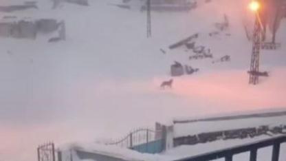 Dağda aç kalan kurtlar köyün kabusu oldu