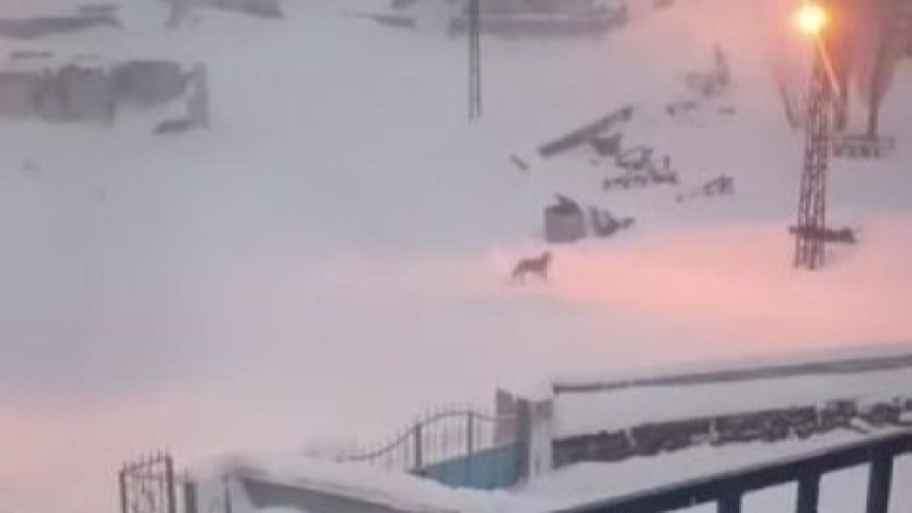 Dağda aç kalan kurtlar köyün kabusu oldu