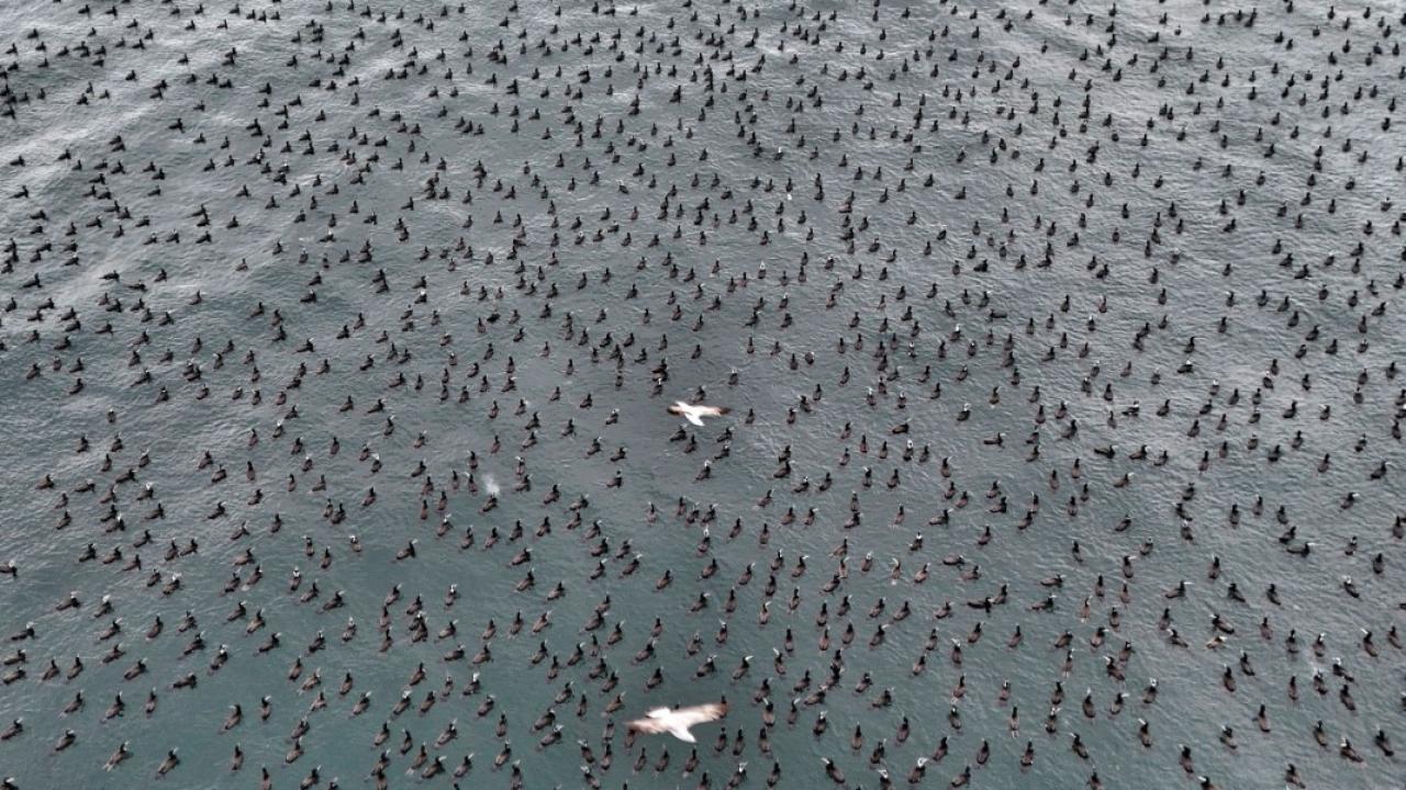 Damatlıklarını giyen karabatak kuşları İstanbul Boğazı’nda bir araya geldi