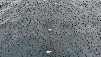 Damatlıklarını giyen karabatak kuşları İstanbul Boğazı’nda bir araya geldi