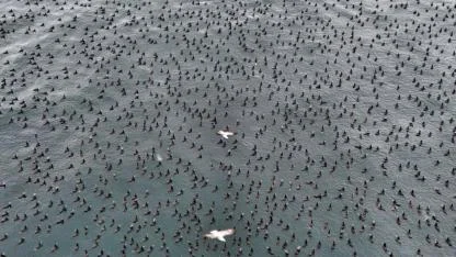 Damatlıklarını giyen karabatak kuşları İstanbul Boğazı’nda bir araya geldi