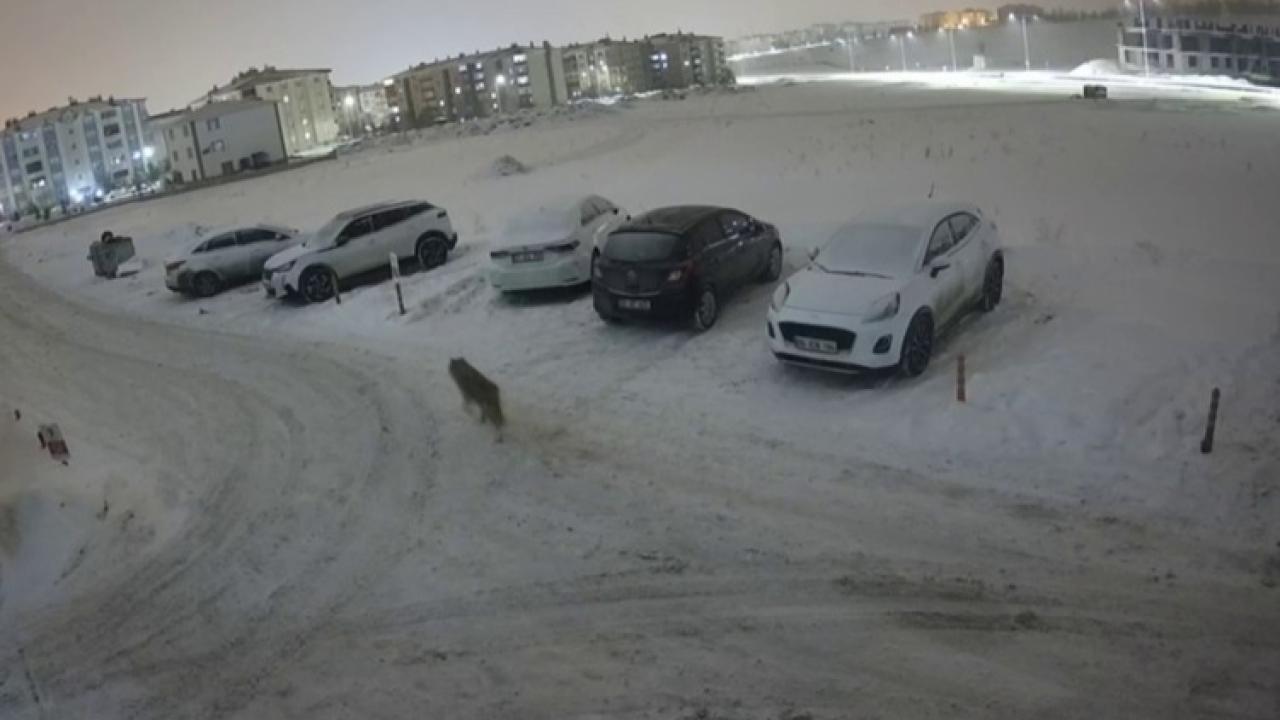 Erzurum’da kurt kent merkezine indi