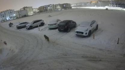 Erzurum’da kurt kent merkezine indi