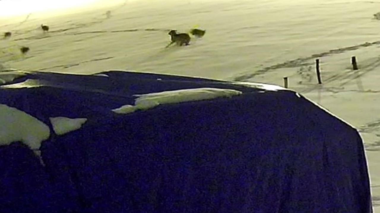 Kurtlarla dövüşen köpekten geriye postu kaldı