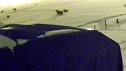 Kurtlarla dövüşen köpekten geriye postu kaldı