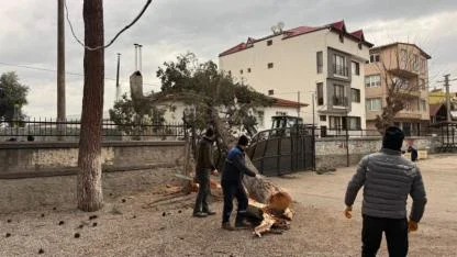 Okulların tatil olması faciayı önledi..Dev ağaç okul bahçesine devrildi