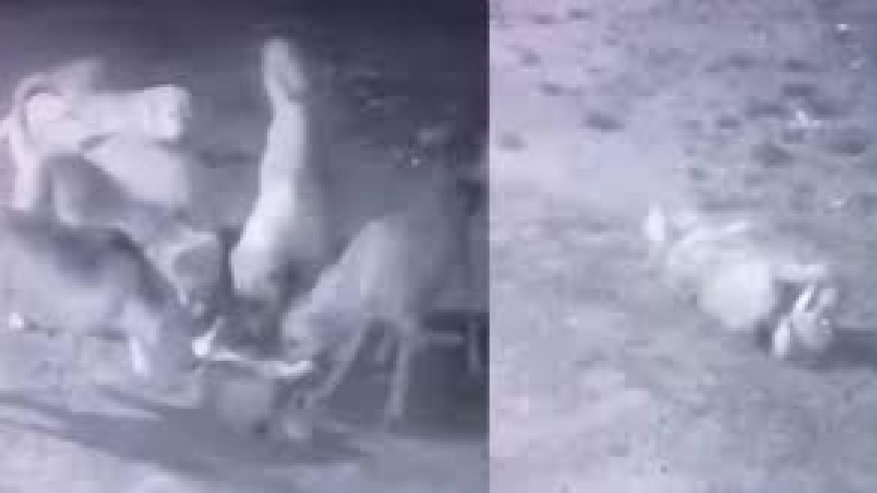 Sokak köpekleri, sahipli köpeği parçaladı