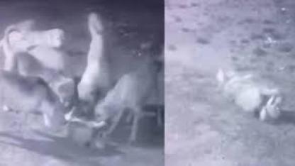 Sokak köpekleri, sahipli köpeği parçaladı