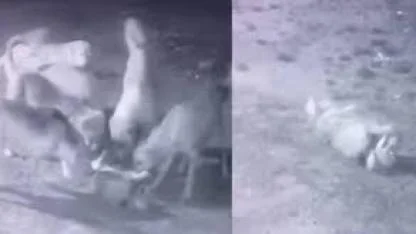 Sokak köpekleri, sahipli köpeği parçaladı
