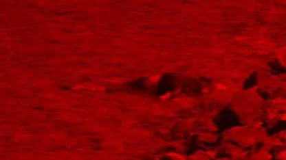 Çanakkale’de karaya vurmuş erkek cesedi bulundu