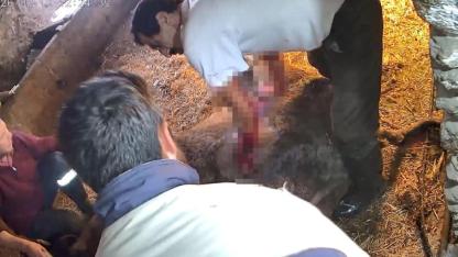 Doğum yapmakta zorlandığı için ekmek bıçağı ile ameliyat edilip sezaryen yapılan inek telef oldu