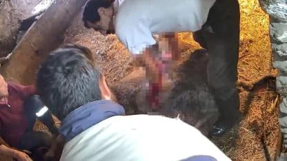 Doğum yapmakta zorlandığı için ekmek bıçağı ile ameliyat edilip sezaryen yapılan inek telef oldu