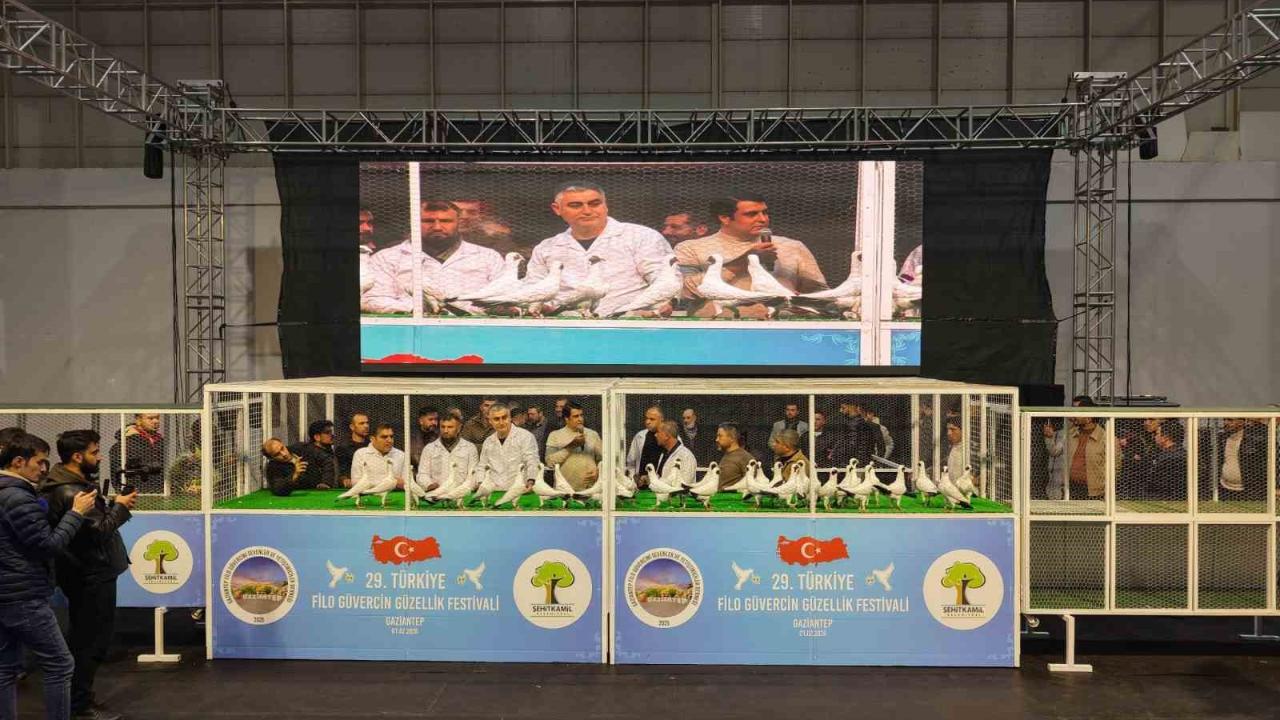 Gaziantep’te ’29. Türkiye Filo Güvercin Güzellik Festivali’ düzenlendi