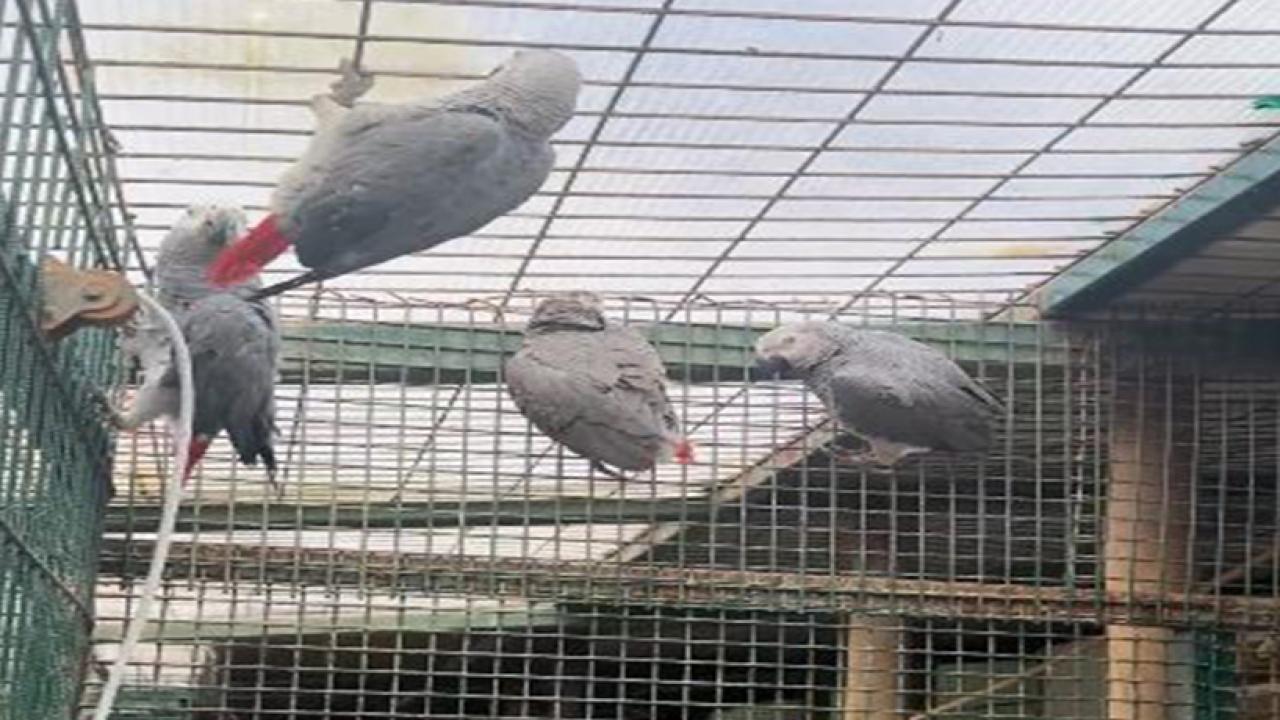 İstanbul Havalimanı’nda 20 adet Afrika gri papağanı ele geçirildi