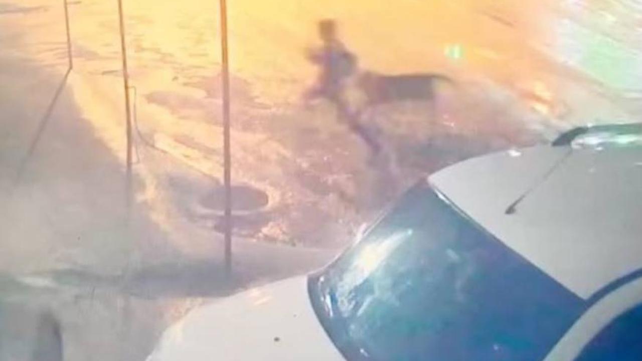 Sahipsiz köpek dehşeti: 10 yaşındaki çocuğu vatandaşlar kurtardı