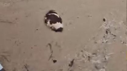 Yatağan’da inek sel sularına kapıldı