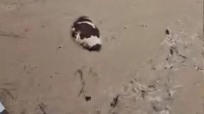 Yatağan’da inek sel sularına kapıldı