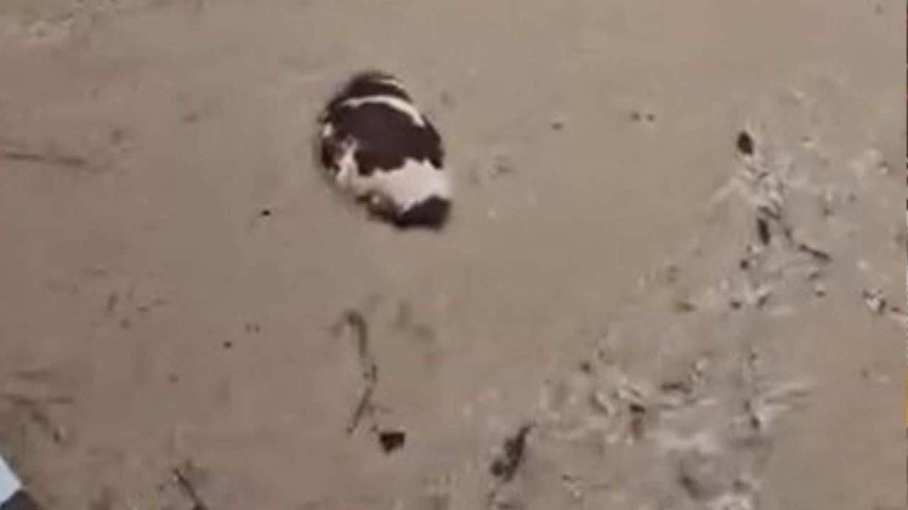 Yatağan’da inek sel sularına kapıldı