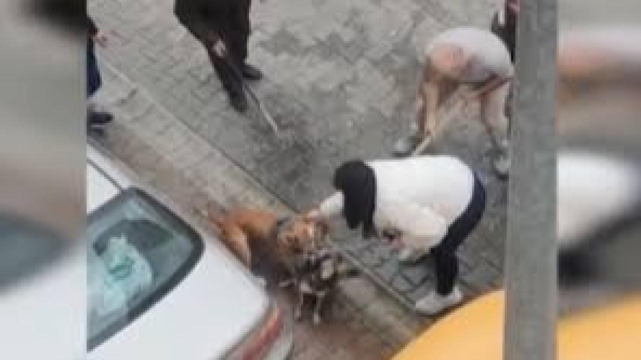Çorlu’da pitbull dehşetinde yeni görüntüler: Köpek sahibi müdahaleye engel oldu, gerilim büyüdü