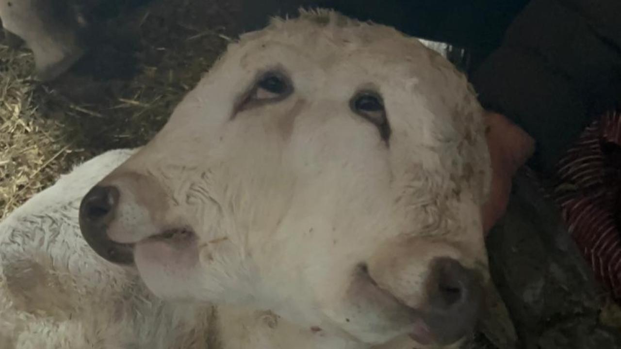 Erzurum’da çift başlı buzağı dünyaya geldi