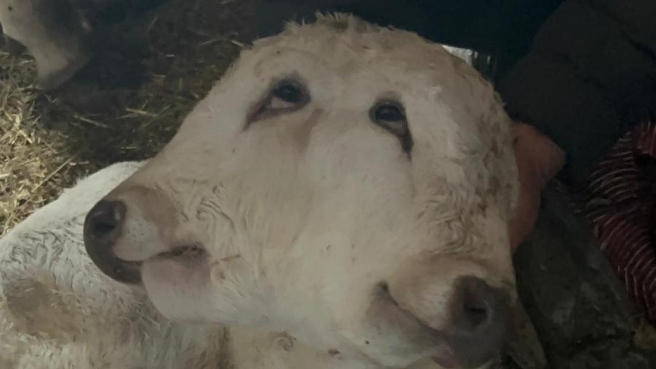 Erzurum’da çift başlı buzağı dünyaya geldi