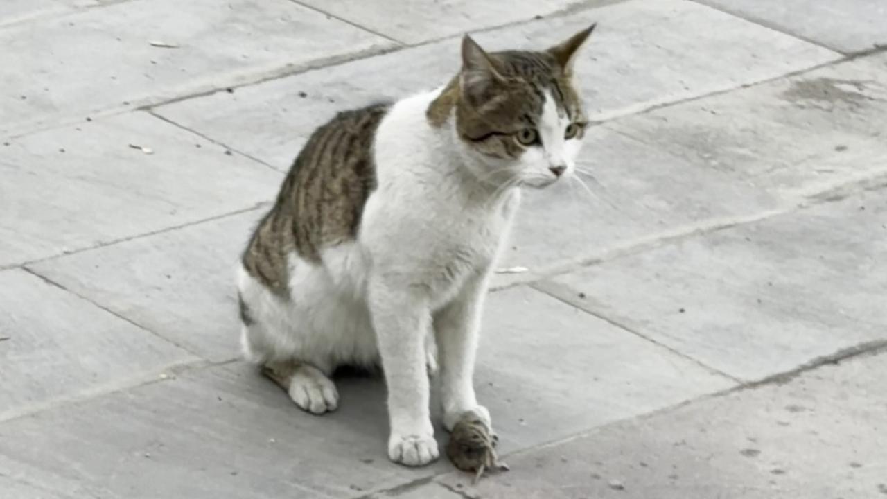 Fareden oscarlık performans: Kediden kurtuluşu ölü taklidinde aradı