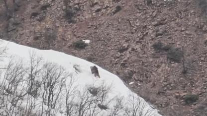 Pülümür Vadisi'nde oyun oynayan ayılar görüntülendi