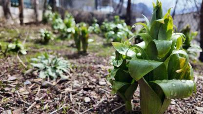 Sadece 20 günlük ömrü var: Bu çiçeği koparmanın cezası 700 bin lira