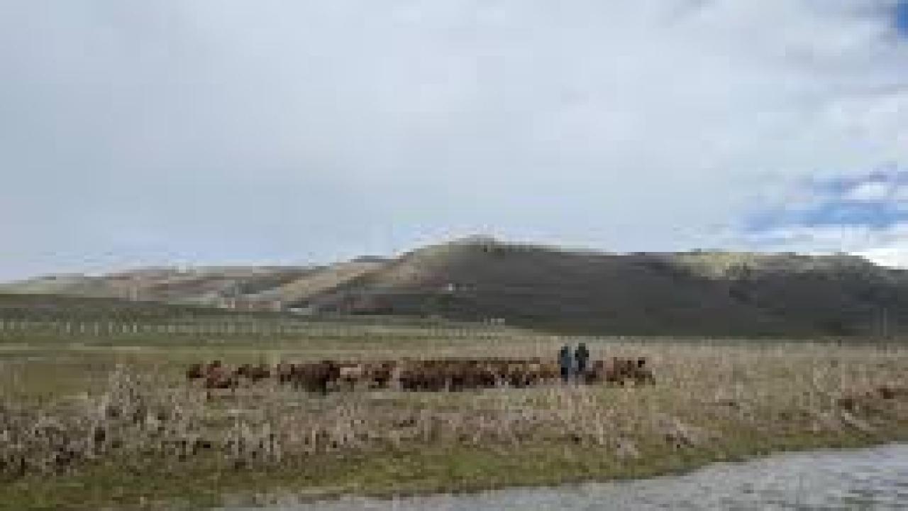 120 bin lira maaşa rağmen çoban bulunamıyor