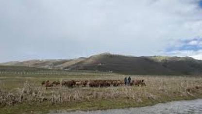 120 bin lira maaşa rağmen çoban bulunamıyor