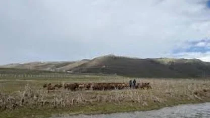 120 bin lira maaşa rağmen çoban bulunamıyor