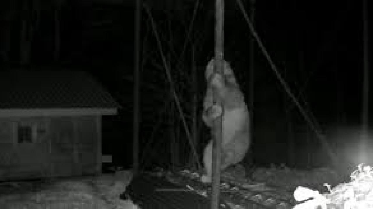 Aç kalan ayı kovanlara ulaşmak için düz demire tırmanmaya çalıştı