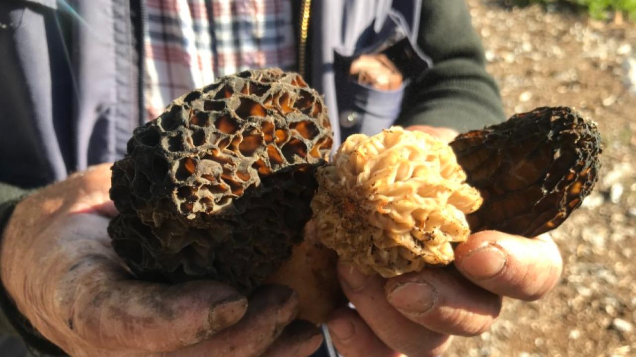 Bin 800 rakımlı dağlardan toplanıp kilosu bin 500 liradan satılıyor