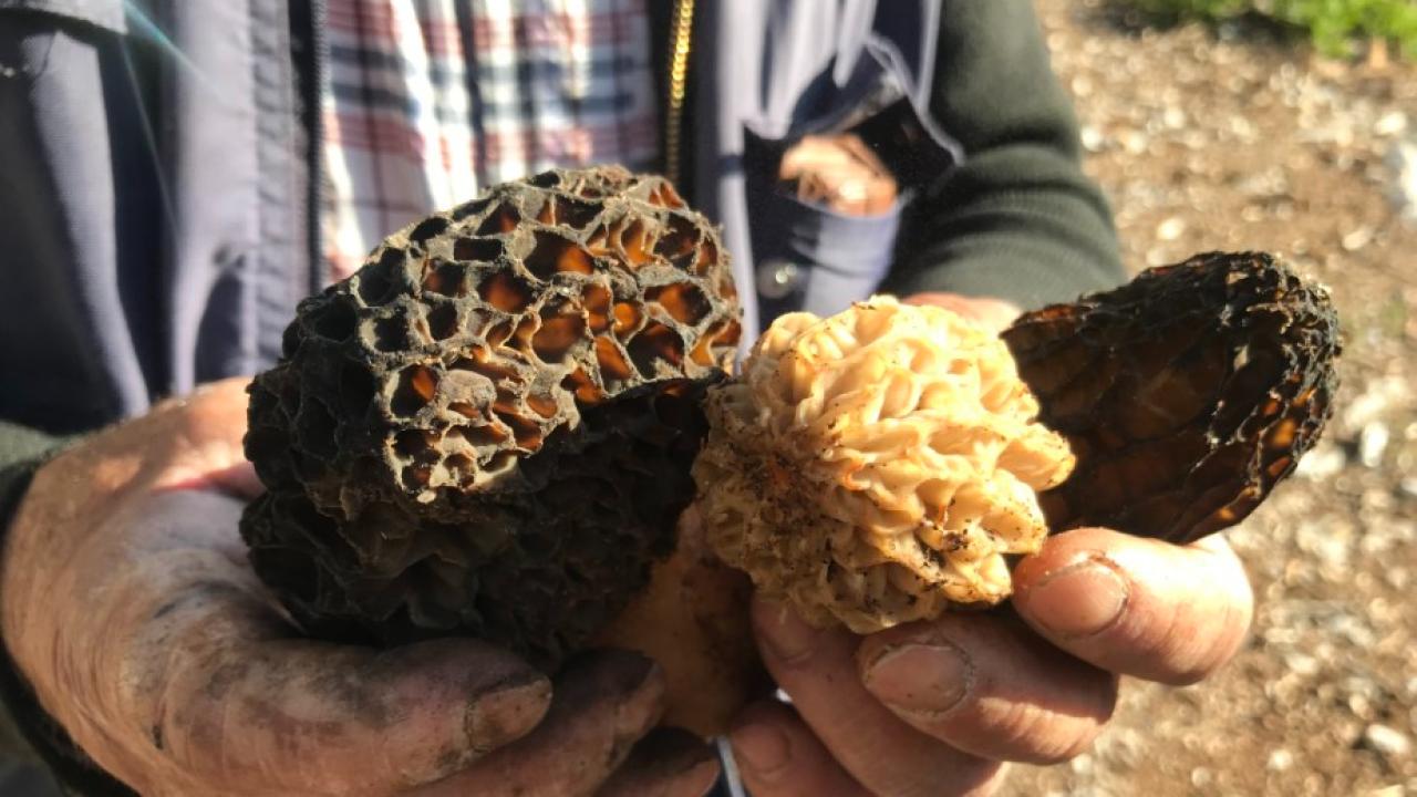 Bin 800 rakımlı dağlardan toplanıp kilosu bin 500 liradan satılıyor