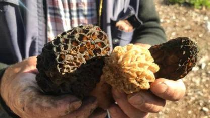 Bin 800 rakımlı dağlardan toplanıp kilosu bin 500 liradan satılıyor