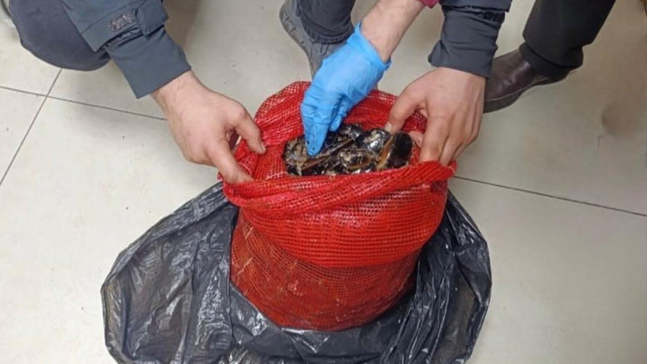 Bursa ve Balıkesir’de eş zamanlı operasyon: Tonlarca midye ele geçirildi