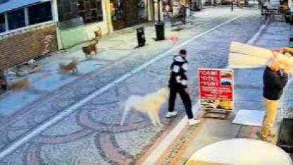 Edirne’de başıboş köpek saldırısı: 19 yaşındaki genç yaralandı